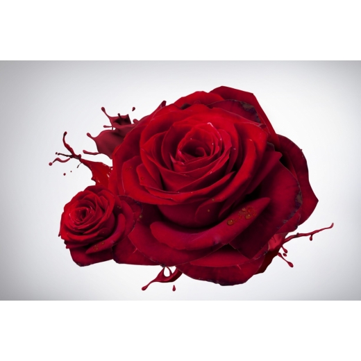 Obraz Ruža, 120x80 cm - 1