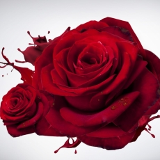 Obraz Ruža, 120x80 cm - 1