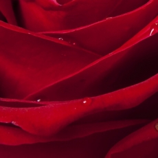Obraz Ruža, 120x80 cm - 4