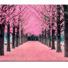 Obraz Růžová alej, 90x60 cm - 3