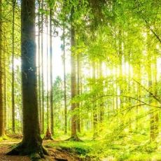 Obraz Slnko v lese, 100x45 cm - 2
