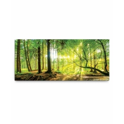Obraz Slunce v lese, 100x45 cm