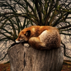 Obraz Spiaca líška, 120x80 cm - 4