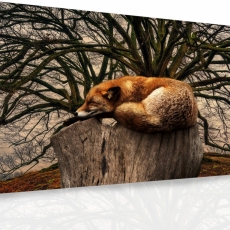 Obraz Spiaca líška, 90x60 cm - 3