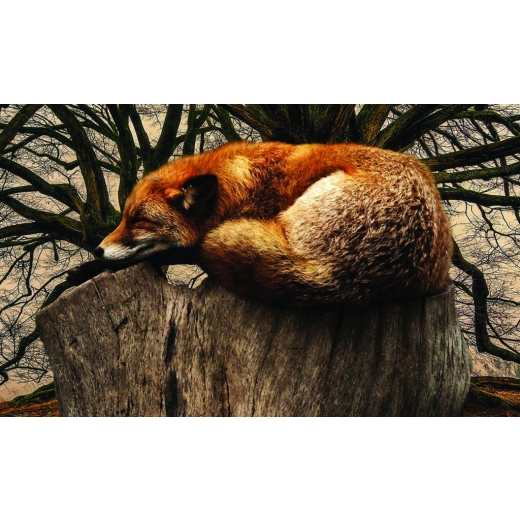 Obraz Spící liška, 120x80 cm - 1
