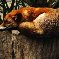 Obraz Spící liška, 90x60 cm - 1