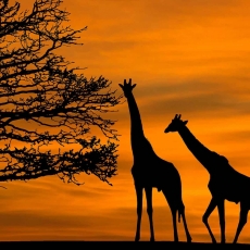 Obraz Západ slunce na safari, 120x80 cm - 4