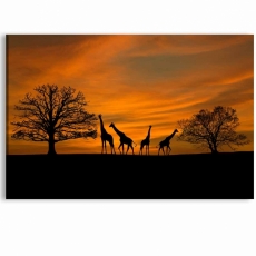 Obraz Západ slunce na safari, 150x70 cm - 1