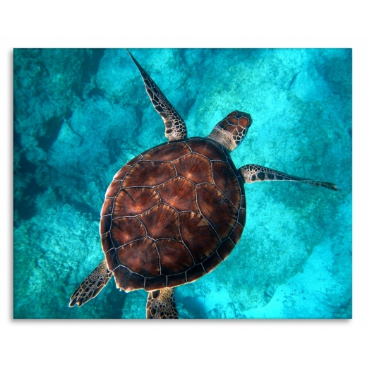 Obraz Želva v moři, 75x50 cm - 1