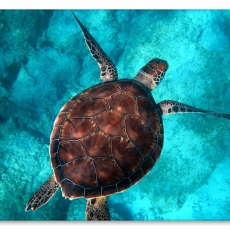 Obraz Želva v moři, 90x60 cm - 1
