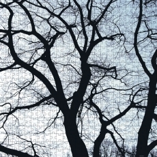 Puzzle Old Trees 500 dielikov, 50x50 cm - 2