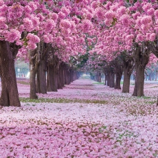 Tapeta 3D Růžový sad, 504 x 310 cm - 2