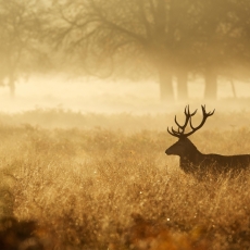 Tapeta Jelen ve zlatě, 216 x 140 cm - 2