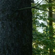 Tapeta Lesní pohoda, 288 x 200 cm - 3