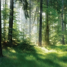 Tapeta Lesní pohoda, 432 x 290 cm - 2