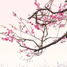 Tapeta Ozdobná sakura, 288 x 200 cm - 2