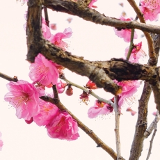 Tapeta Ozdobná sakura, 288 x 200 cm - 3