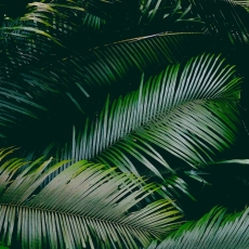 Tapeta Palmové listy, 144 x 105 cm - 3