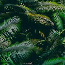 Tapeta Palmové listy, 360 x 260 cm - 2