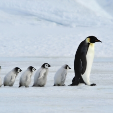 Tapeta Rodina tučňáků, 216 x 140 cm - 2