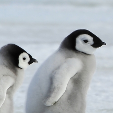 Tapeta Rodina tučňáků, 432 x 290 cm - 3