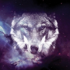 Tapeta Vesmírny vlk, 144 x 105 cm - 2