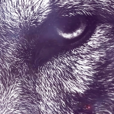 Tapeta Vesmírny vlk, 144 x 105 cm - 3
